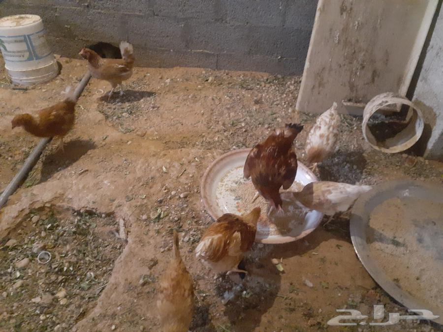 Turkish Rooster Groom63109021541378114