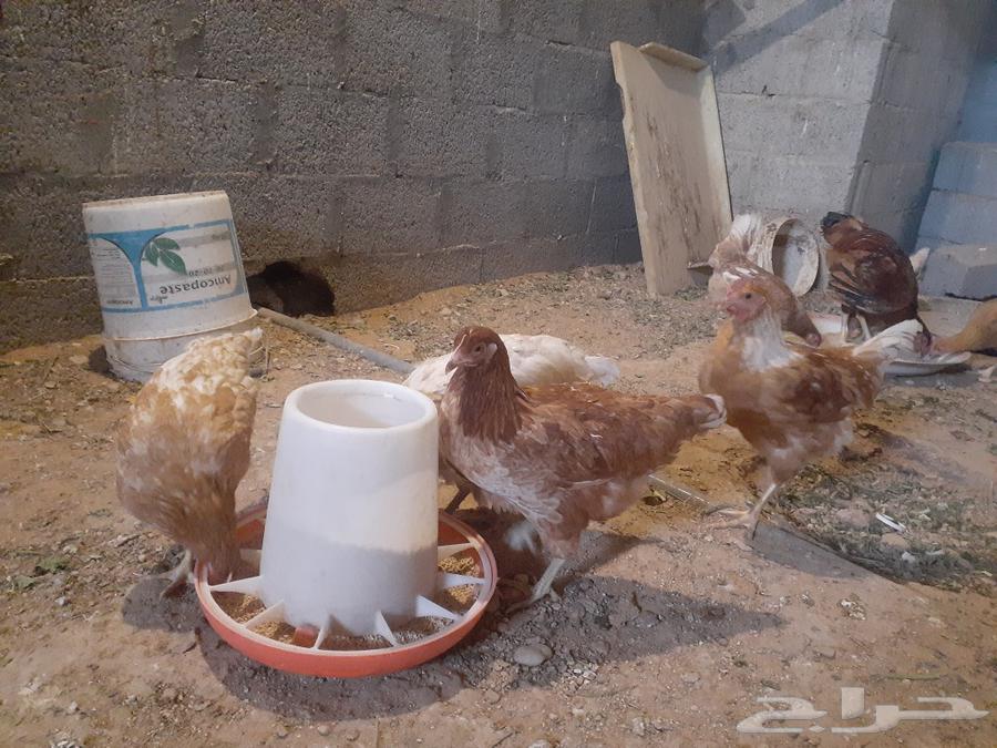 Turkish Rooster Groom631090215413781123