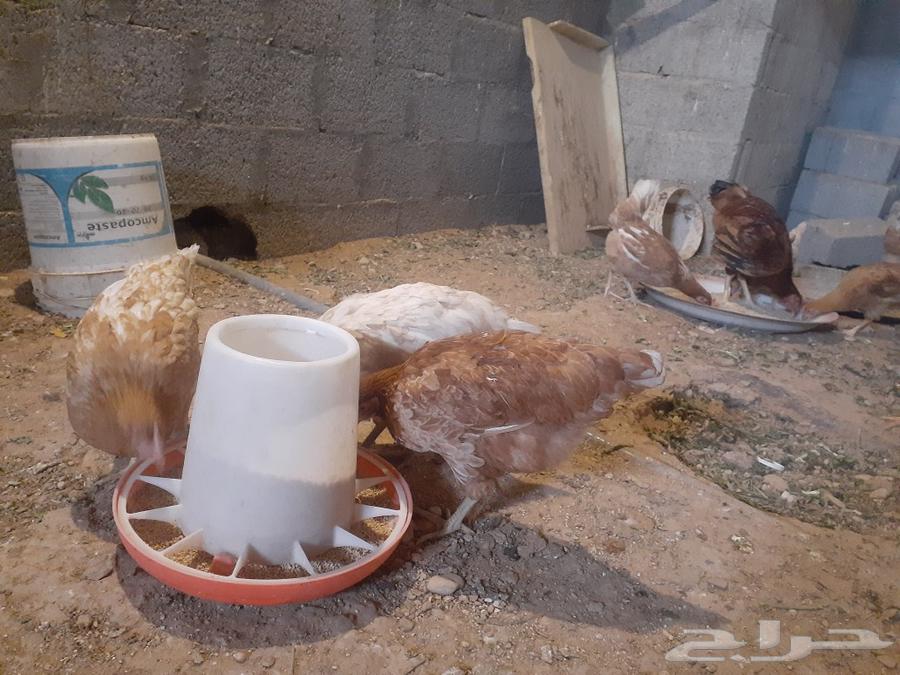 Turkish Rooster Groom63109021541378113