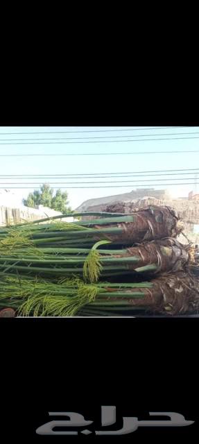 We have all sizes of date palms for sale631071619174411127