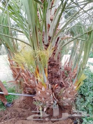 We have all sizes of date palms for sale63107161917441111