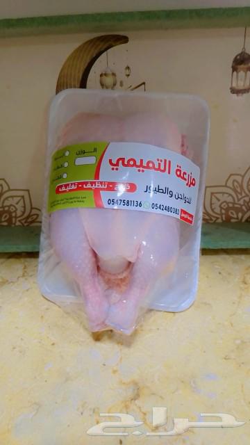 White broiler chicken63152063716609111