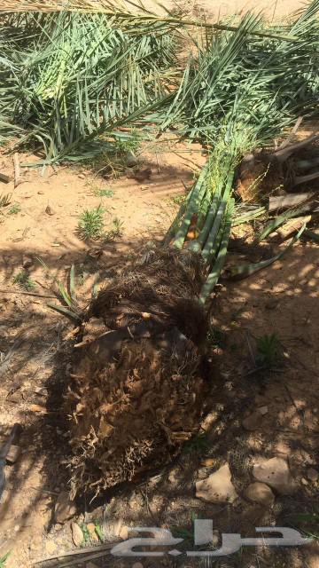 We have all sizes of date palms for sale63107161917441112