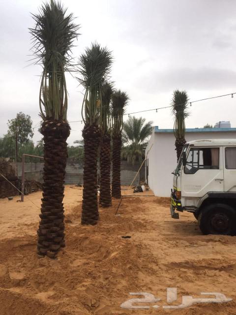 We have all sizes of date palms for sale63107161917441114
