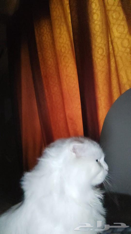 A pet cat for adoption63107501420930112