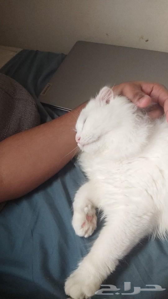 A pet cat for adoption63107501420930119