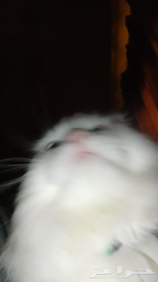 A pet cat for adoption63107501420930111