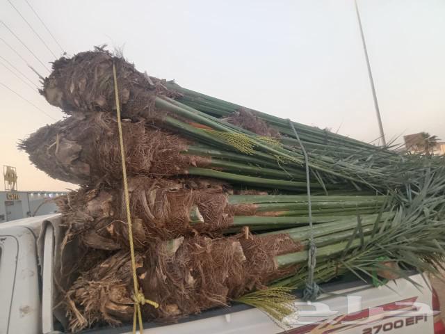 We have all sizes of date palms for sale63107161917441113