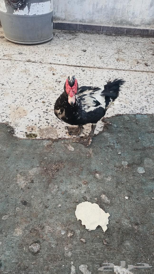 بط مسكوفي فحل للبيع. الخبر63109021642115113