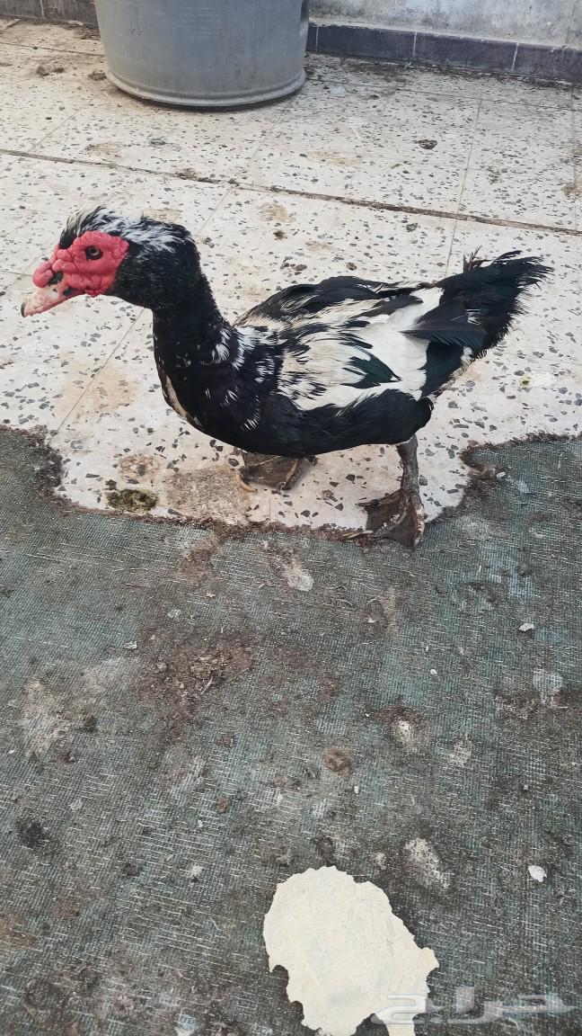 Muscovy duck drake for sale. Expert631090216421151110