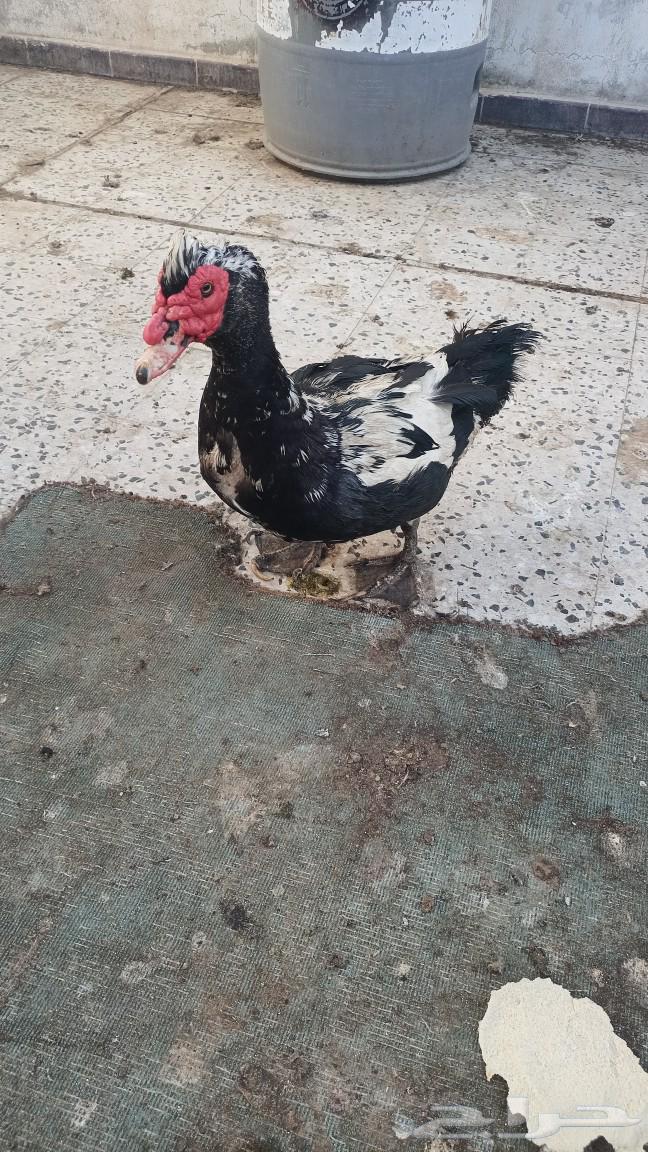 بط مسكوفي فحل للبيع. الخبر63109021642115112