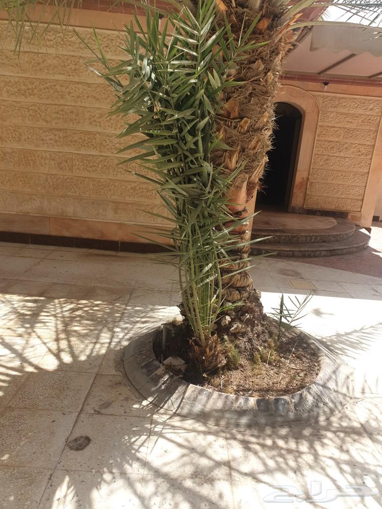 Fossils for sale.63108289407490113