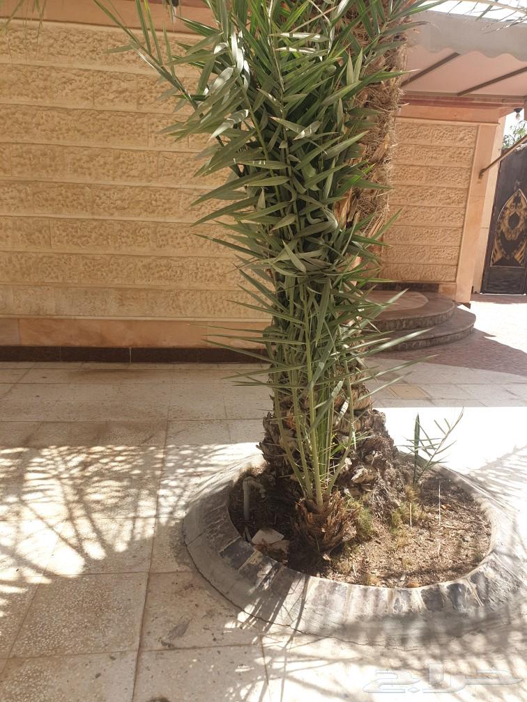Fossils for sale.63108289407490114