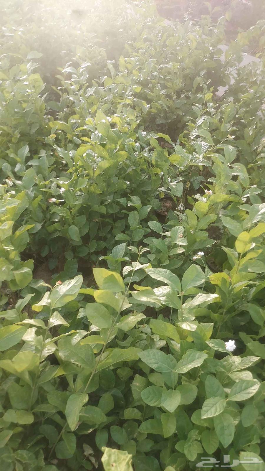 Dammam nurseries garden design63106031347587113