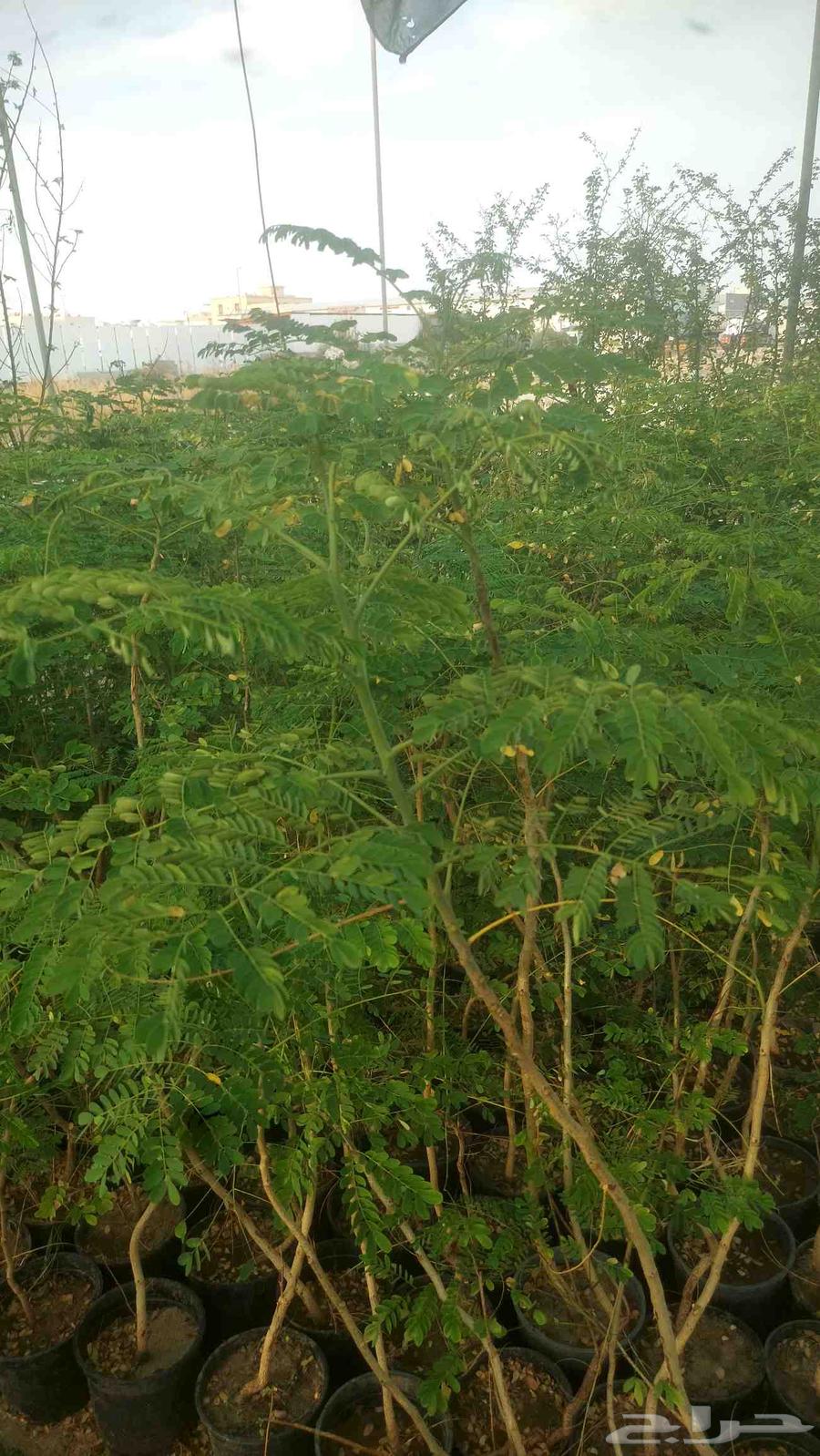 Dammam nurseries garden design63106031347587114