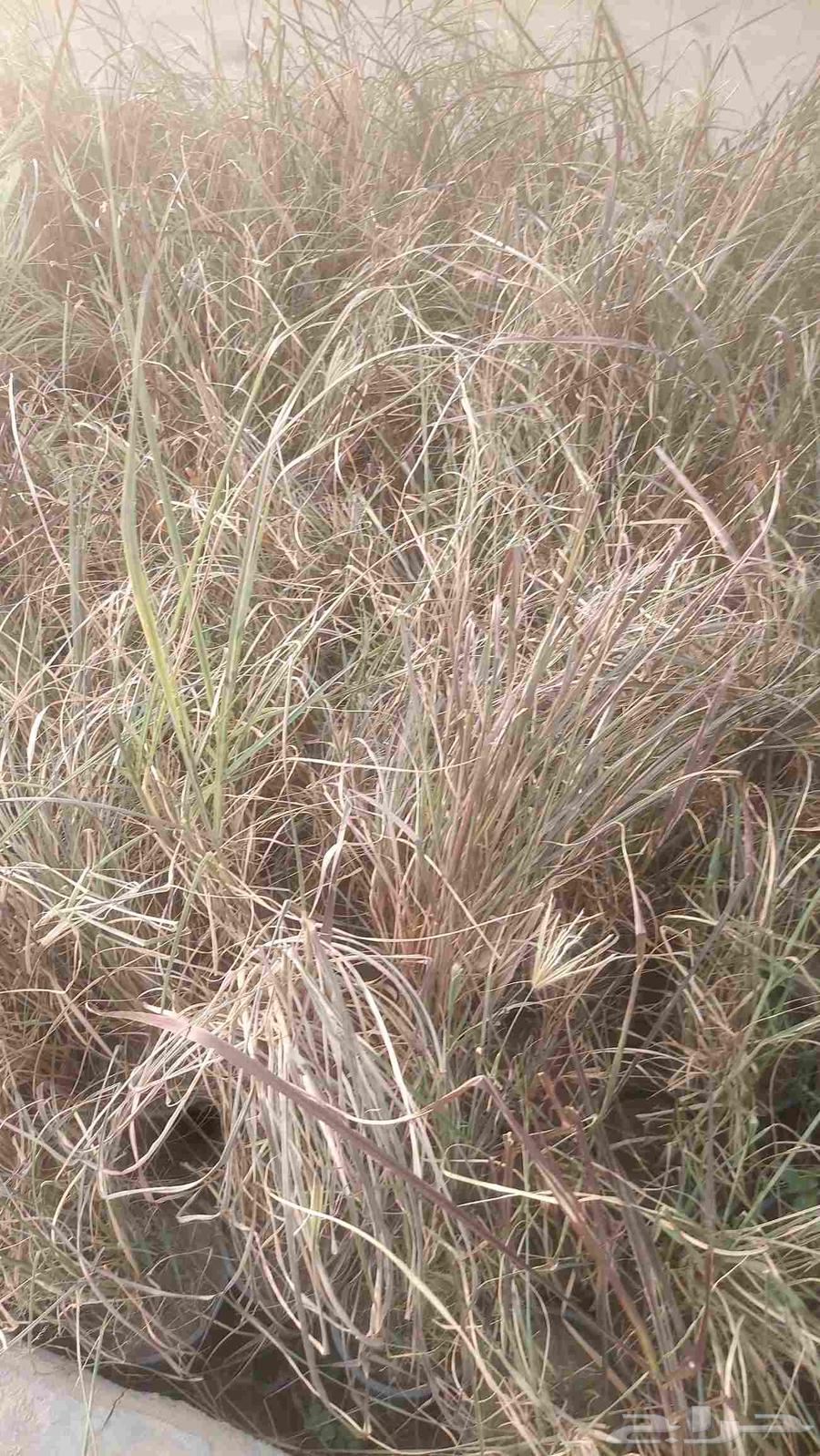 Dammam nurseries garden design63106031347587111