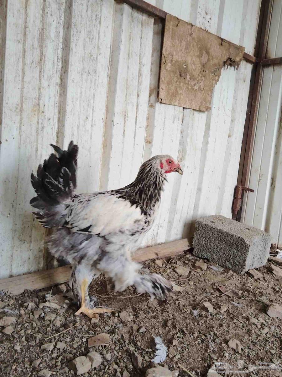 This Brahma is for sale TOP (Sold, God bless the buyer)63105662634243113