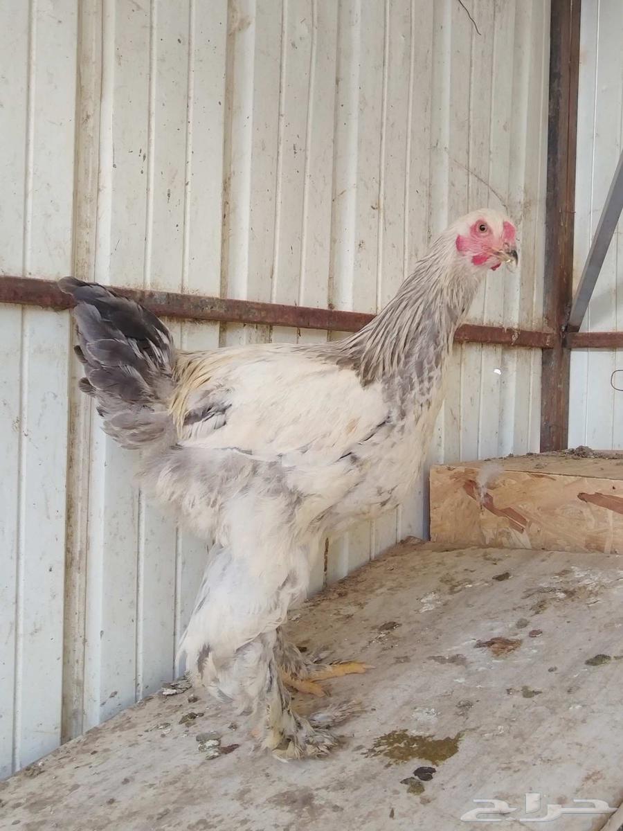 This Brahma is for sale TOP (Sold, God bless the buyer)63105662634243111