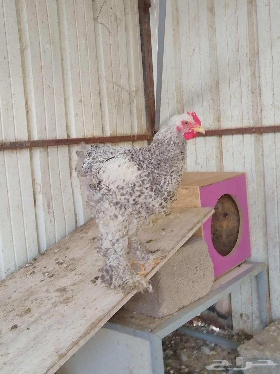 This Brahma is for sale TOP (Sold, God bless the buyer)631056626342431123