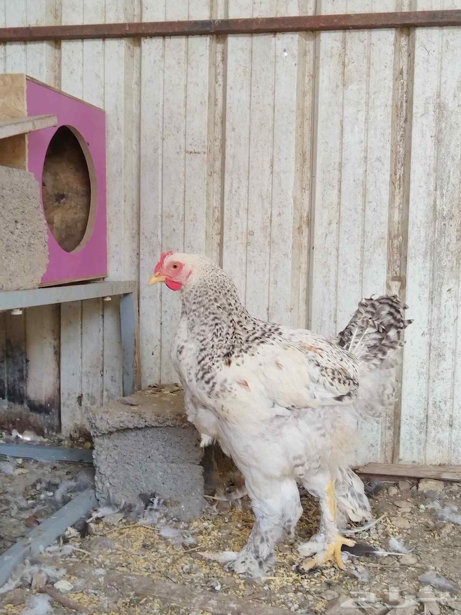 This Brahma is for sale TOP (Sold, God bless the buyer)63105662634243112