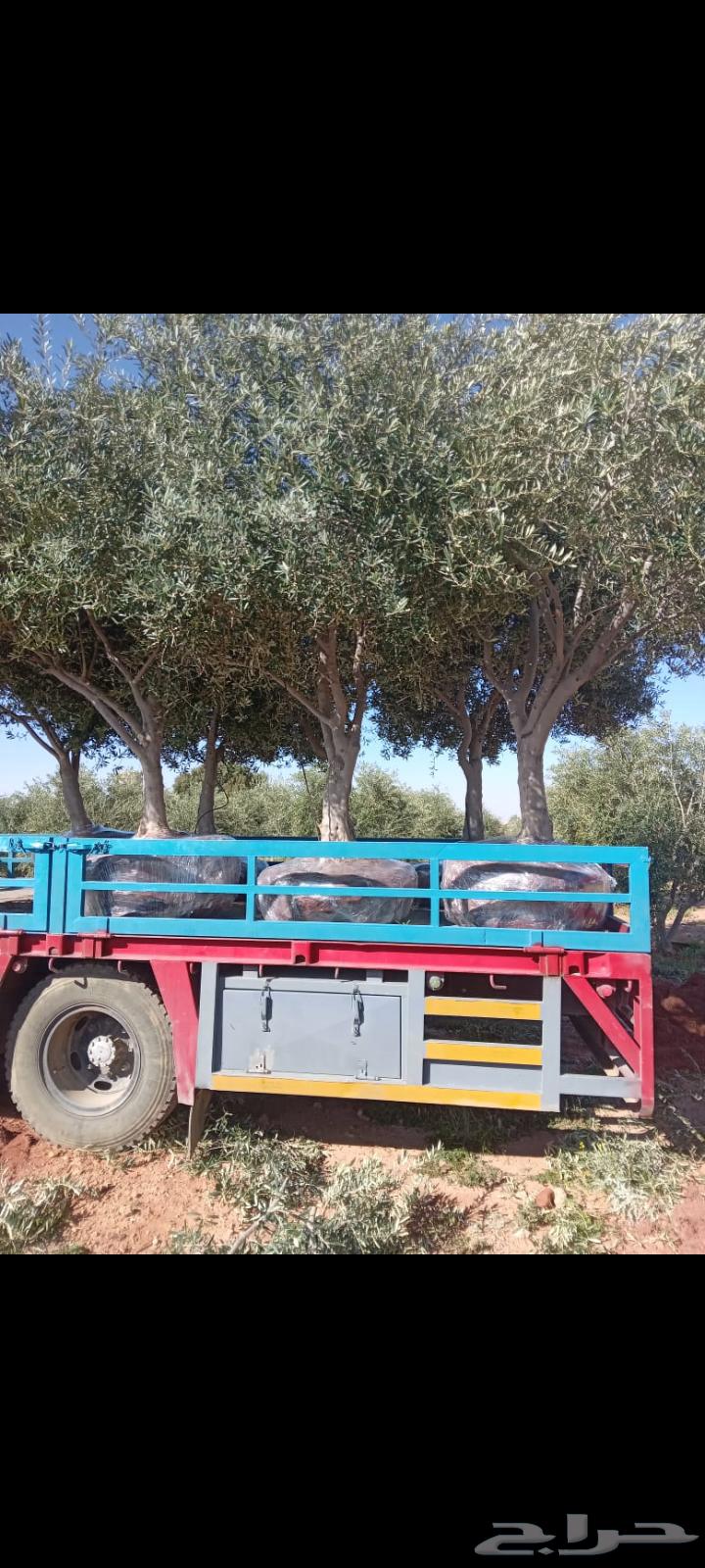 Olive tree63106763924611112