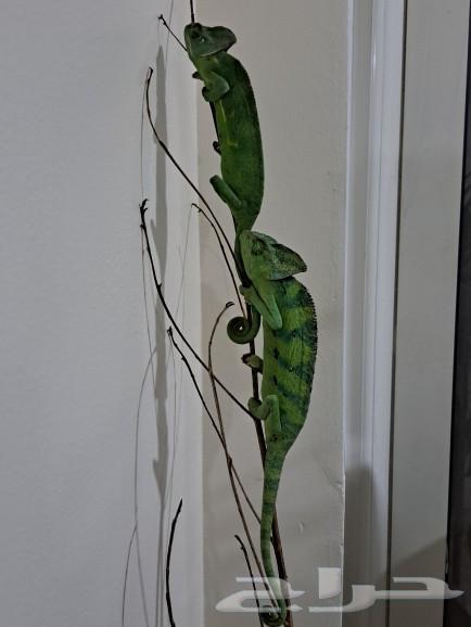 For Sale  
A pair of adult chameleons for sale63290707668994111