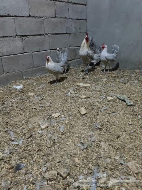 Eggs and chicks, chicks, aluminum and aluminum gold and country63102690176643112
