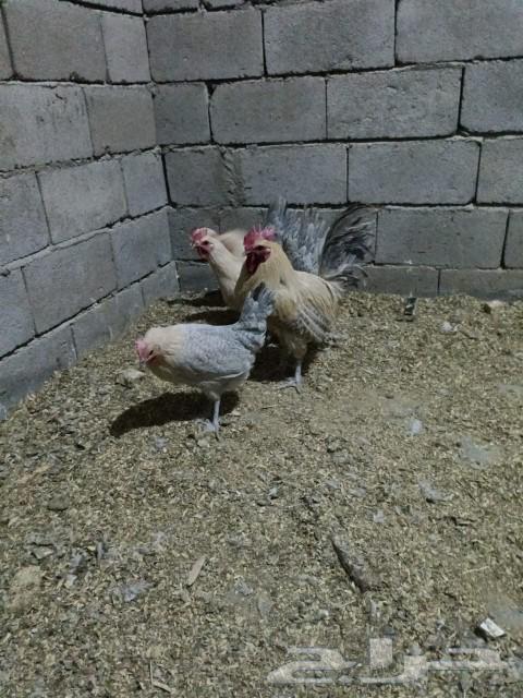 Eggs and chicks, chicks, aluminum and aluminum gold and country63102690176643111