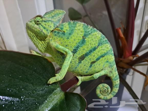 For Sale  
A pair of adult chameleons for sale63290707668994110