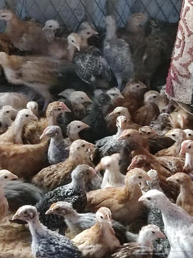 Domestic chicken sauce and Vio my63103854433795111