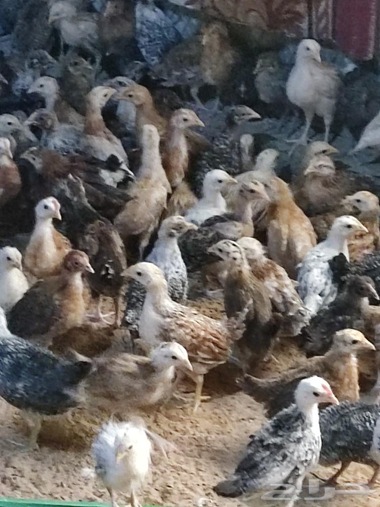 Domestic chicken sauce and Vio my63103854433795112