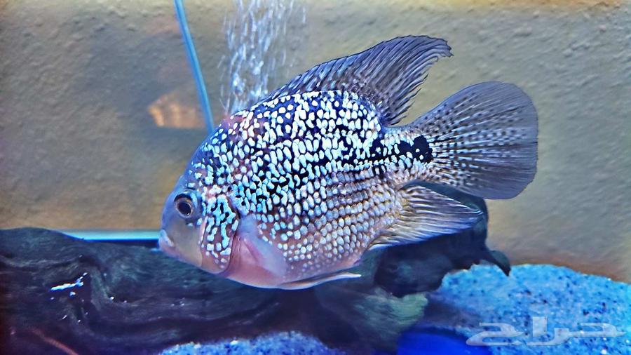 Crystal Fish Parrot Rare for Lovers of Rare Fish63100484847363111