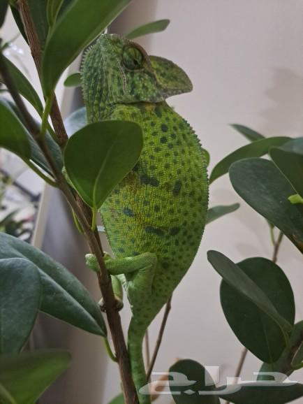 For Sale  
A pair of adult chameleons for sale63290707668994112