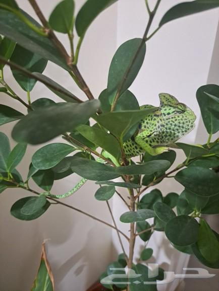 For Sale  
A pair of adult chameleons for sale63290707668994113