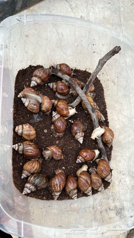 Snails for sale, product with purposes63101249978243112