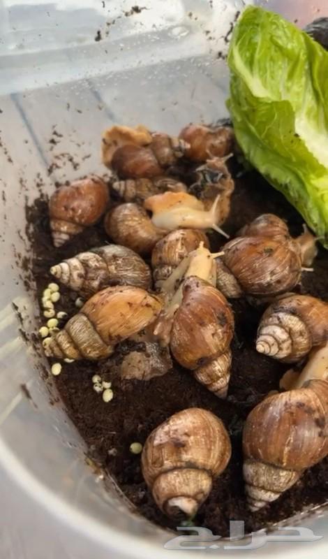 Snails for sale, product with purposes63101249978243111
