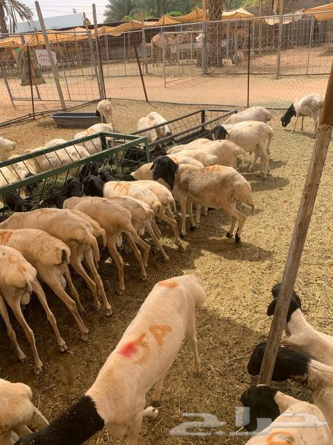 Equal to three months of breeding, health, in sha Allah, well vaccinated and good pastures.63479449287938113