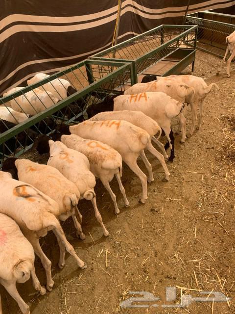Equal to three months of breeding, health, in sha Allah, well vaccinated and good pastures.63479449287938112