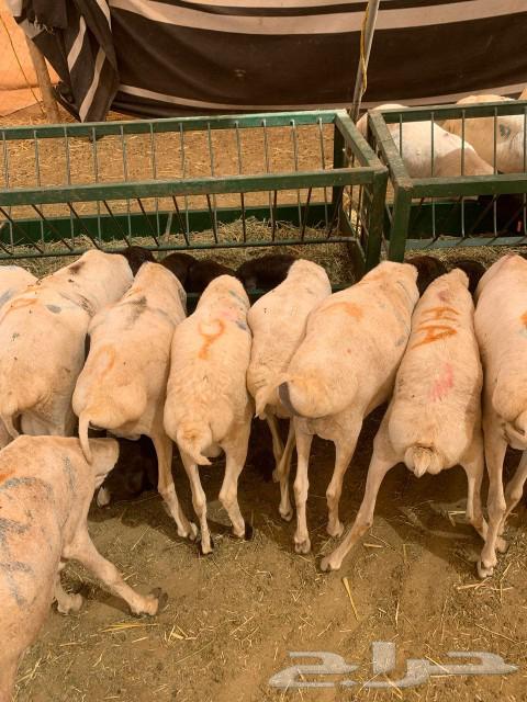 Equal to three months of breeding, health, in sha Allah, well vaccinated and good pastures.634794492879381118