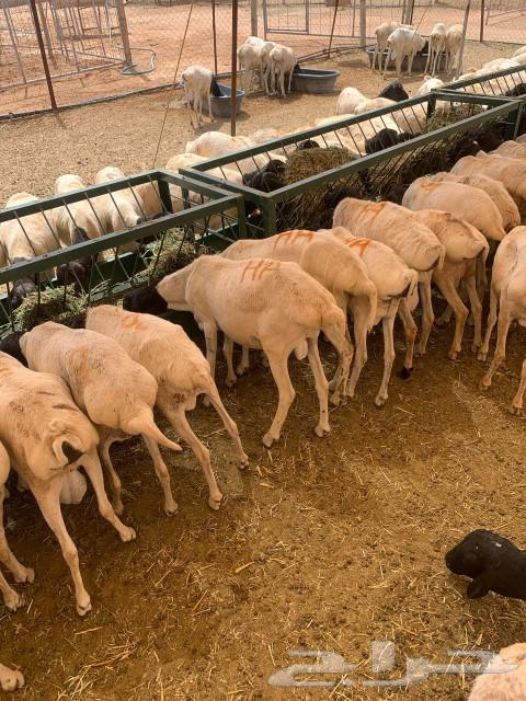 Equal to three months of breeding, health, in sha Allah, well vaccinated and good pastures.63479449287938111