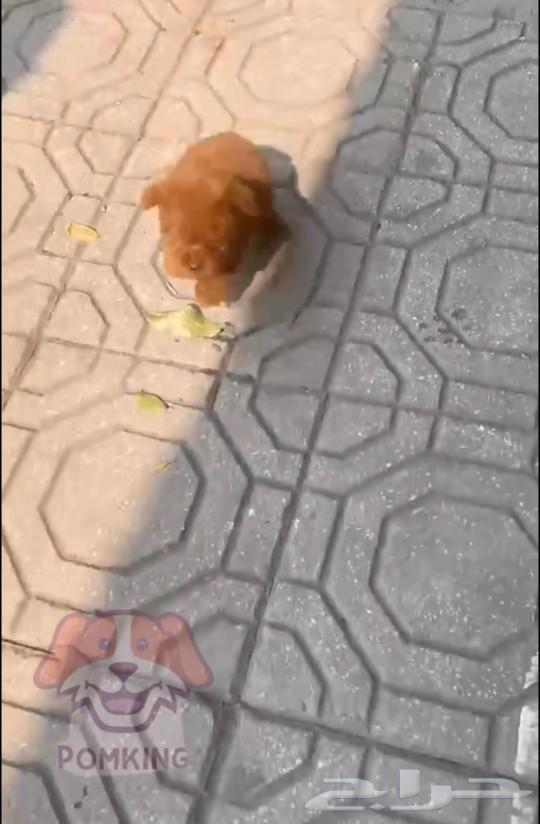 It's a teacup poodle.63100493248771112