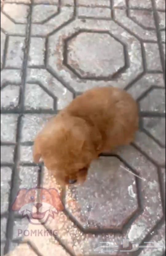 It's a teacup poodle.63100493248771111