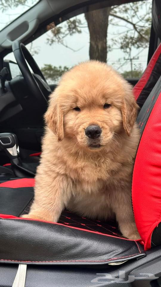 Last male golden retriever, special price 3000 for the fastest contact63099312886017111