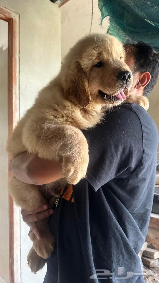 Last male golden retriever, special price 3000 for the fastest contact63099312886017112