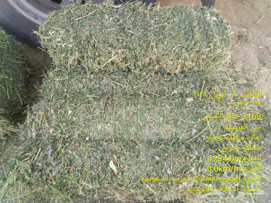 برسيم مخلوط عود مرعا بسيط شد 85 من شركه المدرع وادي الدواسر63097797647873111