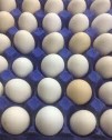 Fresh local eggs63097110532353110