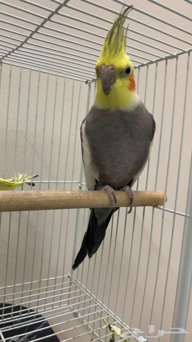 Crows birds for sale with cage63100122553731111