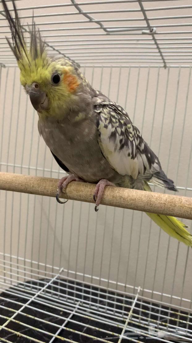Crows birds for sale with cage63100122553731113