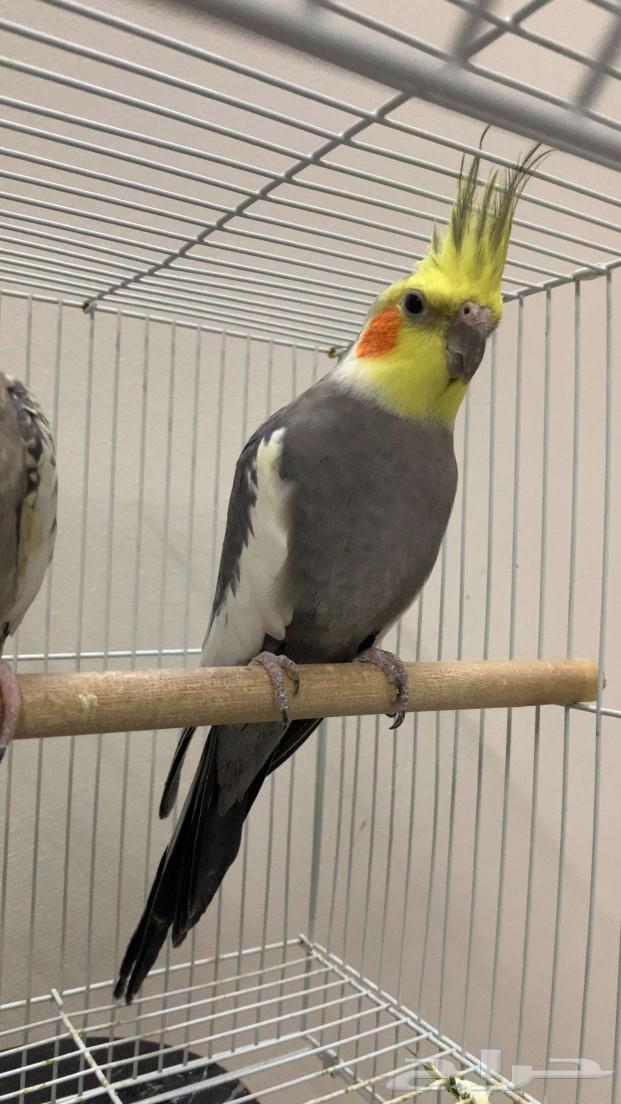 Crows birds for sale with cage631001225537311118