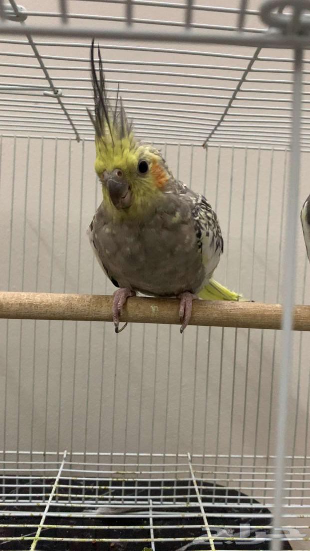 Crows birds for sale with cage63100122553731112